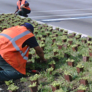 Regina Parking Lot Landscaping